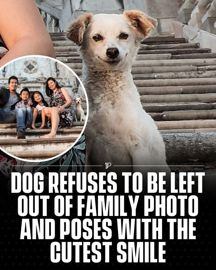 Dog family photo post
